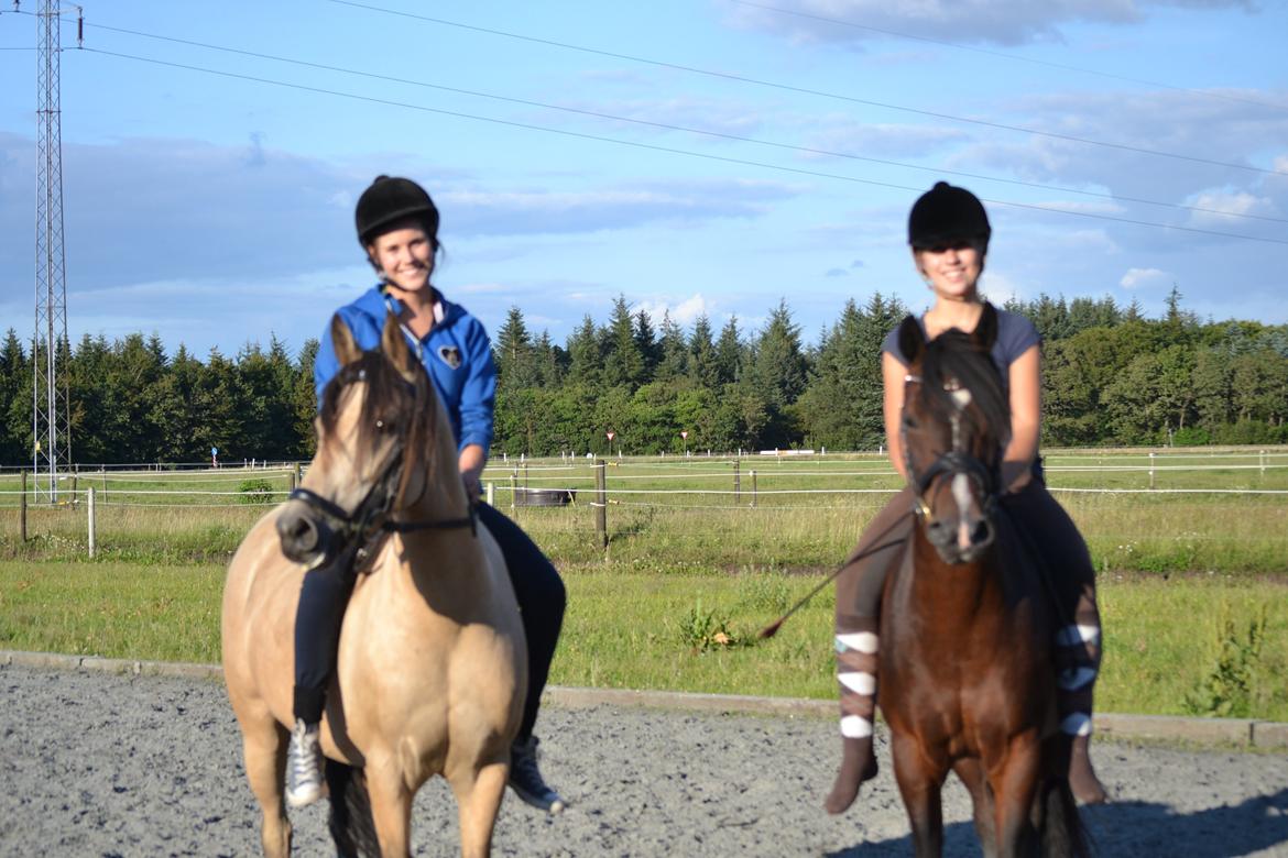 Hollandsk Sportspony Isabella Af Mindet - En hyggelig dag på TronsøSkolen sammen med Anne og Shanon <3 :-) billede 17