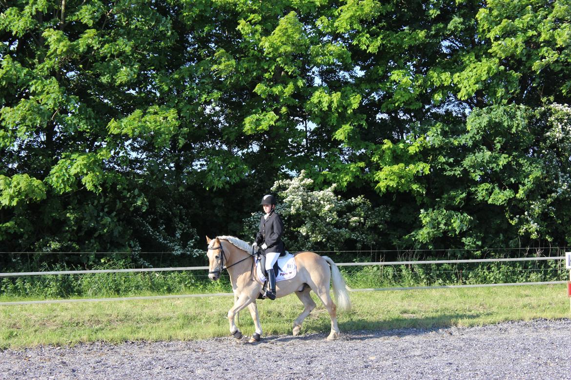 Haflinger Asterix billede 1