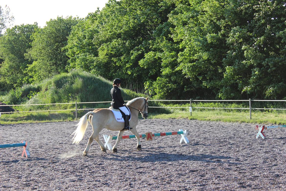 Haflinger Asterix billede 2