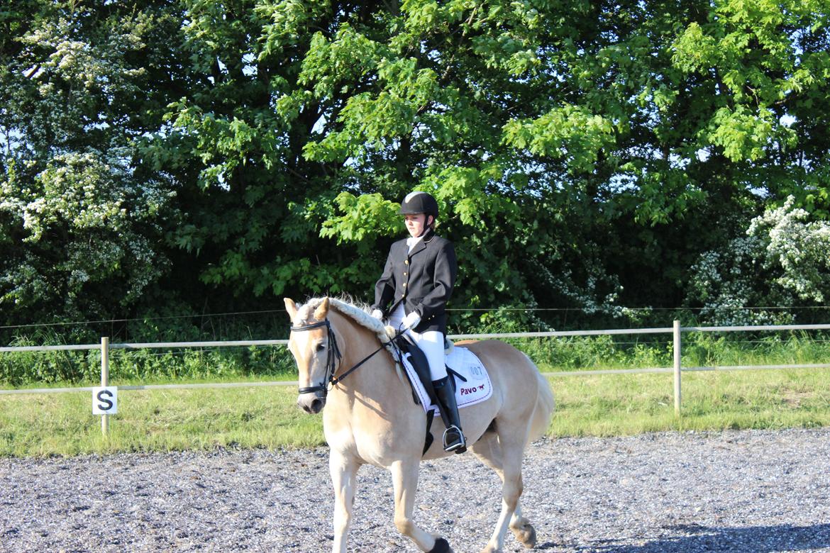 Haflinger Asterix billede 3