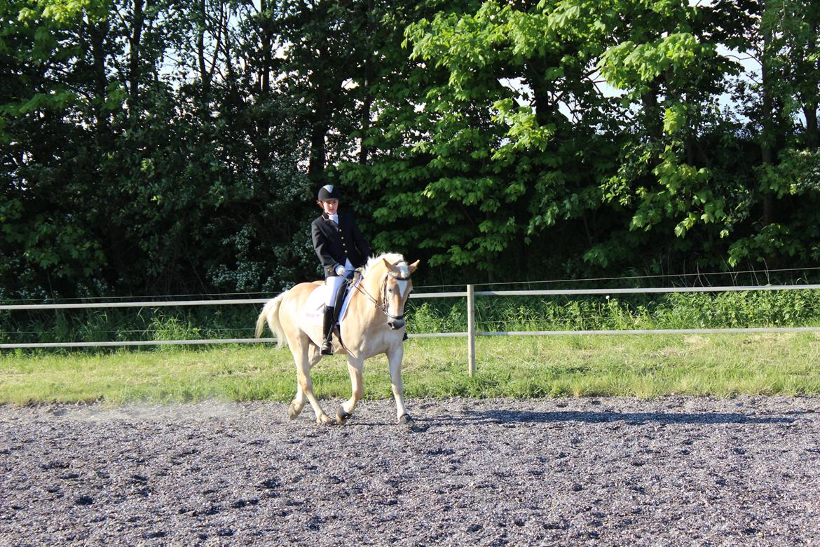 Haflinger Asterix billede 4