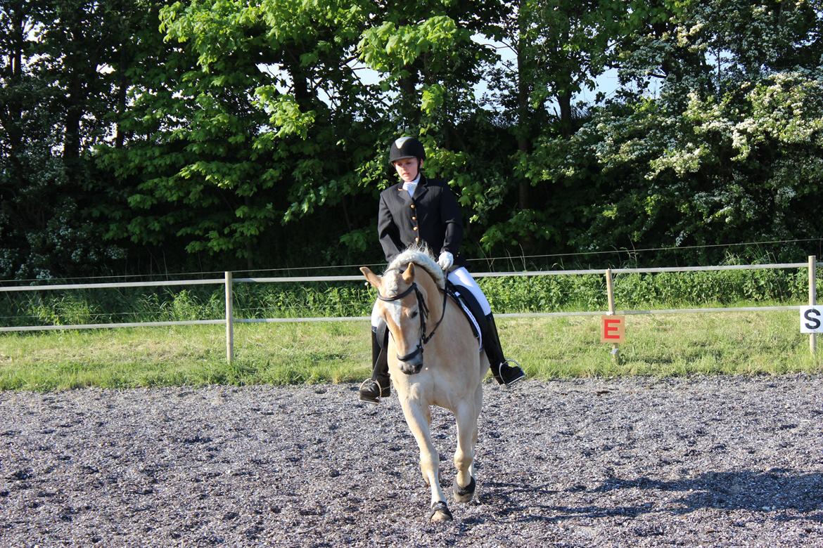 Haflinger Asterix billede 5