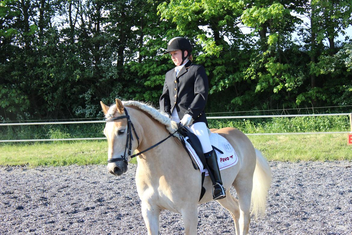 Haflinger Asterix billede 6