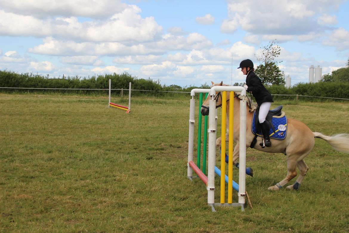 Haflinger Asterix billede 7