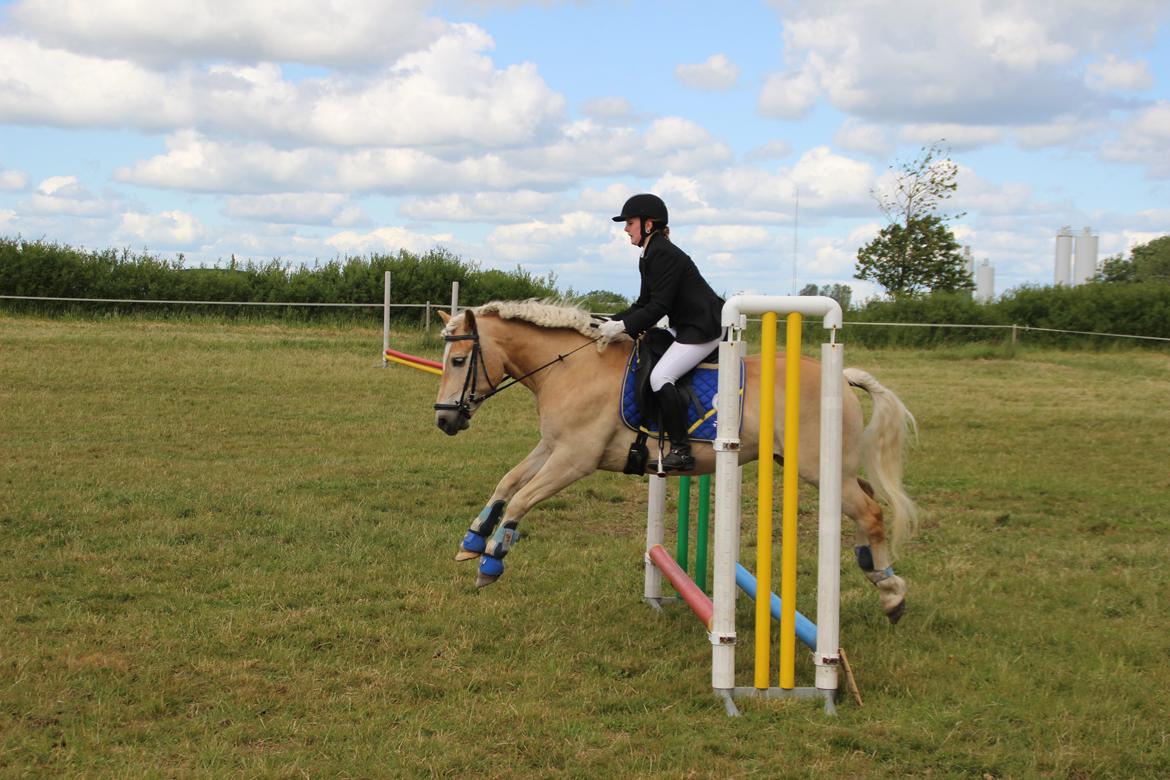 Haflinger Asterix billede 8