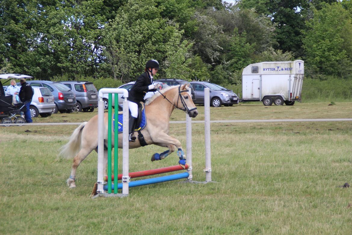 Haflinger Asterix billede 9