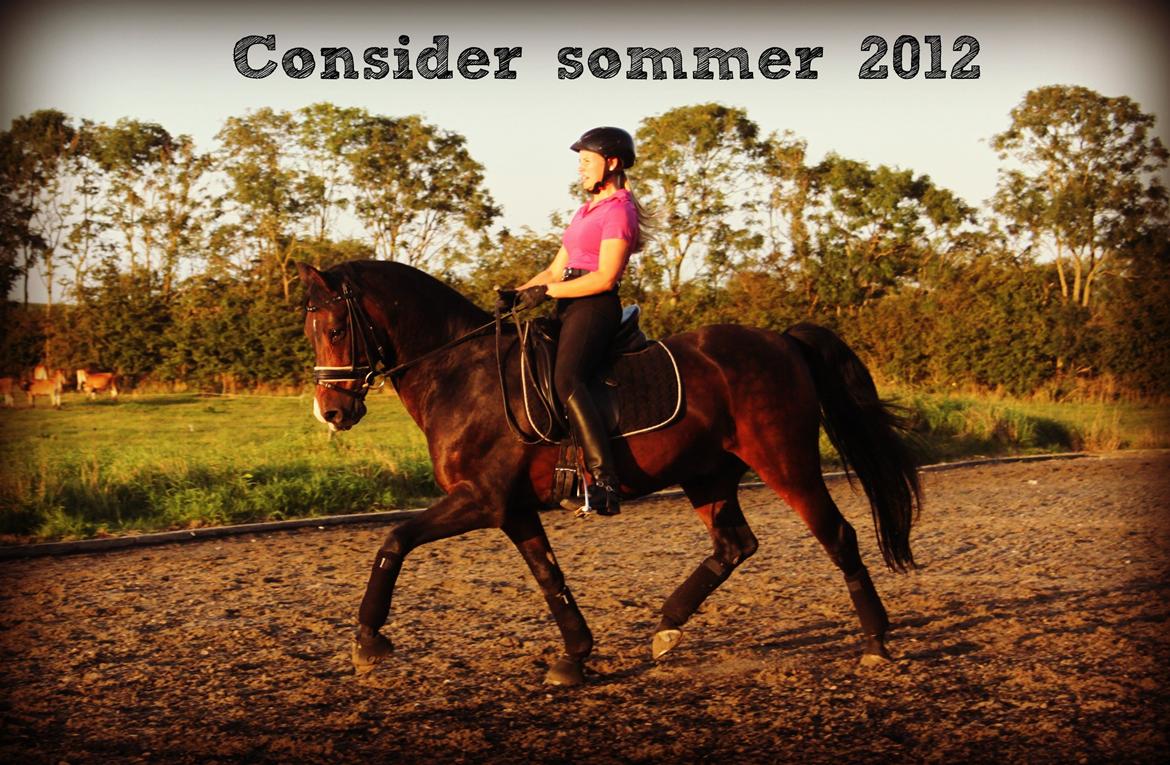 Tysk Sportspony Consider B-PONY - Trav sommer 16 august 2012 ;-) Der sker noget hele tiden. Glæder mig til flere billeder med nye sæt. Foto Mille billede 19