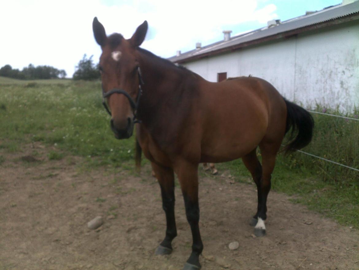 Oldenborg Horsmarks Unella - Sommer- FED billede 12