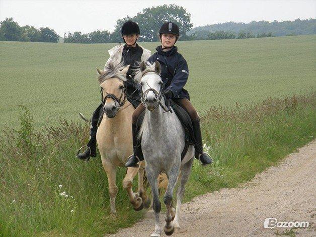 Welsh Partbred (Sec F) Klintholms Miss Shania - Sommer 2011. billede 4