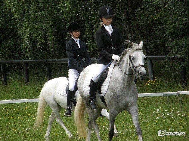 Welsh Partbred (Sec F) Klintholms Miss Shania - Engelsk rideklasse, været i ridning 2xugentlig i 2½ måned her. billede 5