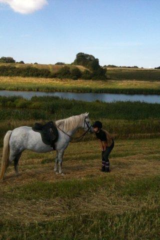 Welsh Partbred (Sec F) Klintholms Miss Shania - Forår/sommer 2012 billede 9