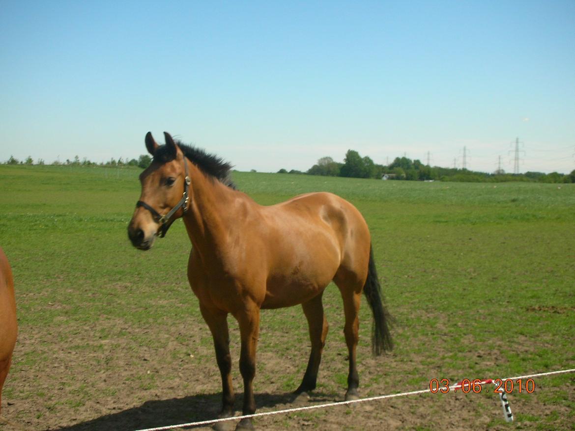 Anden særlig race Prins Charman ( Tidl hest) billede 1