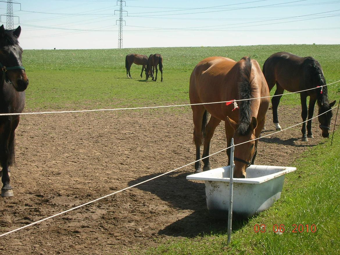 Anden særlig race Prins Charman ( Tidl hest) billede 2