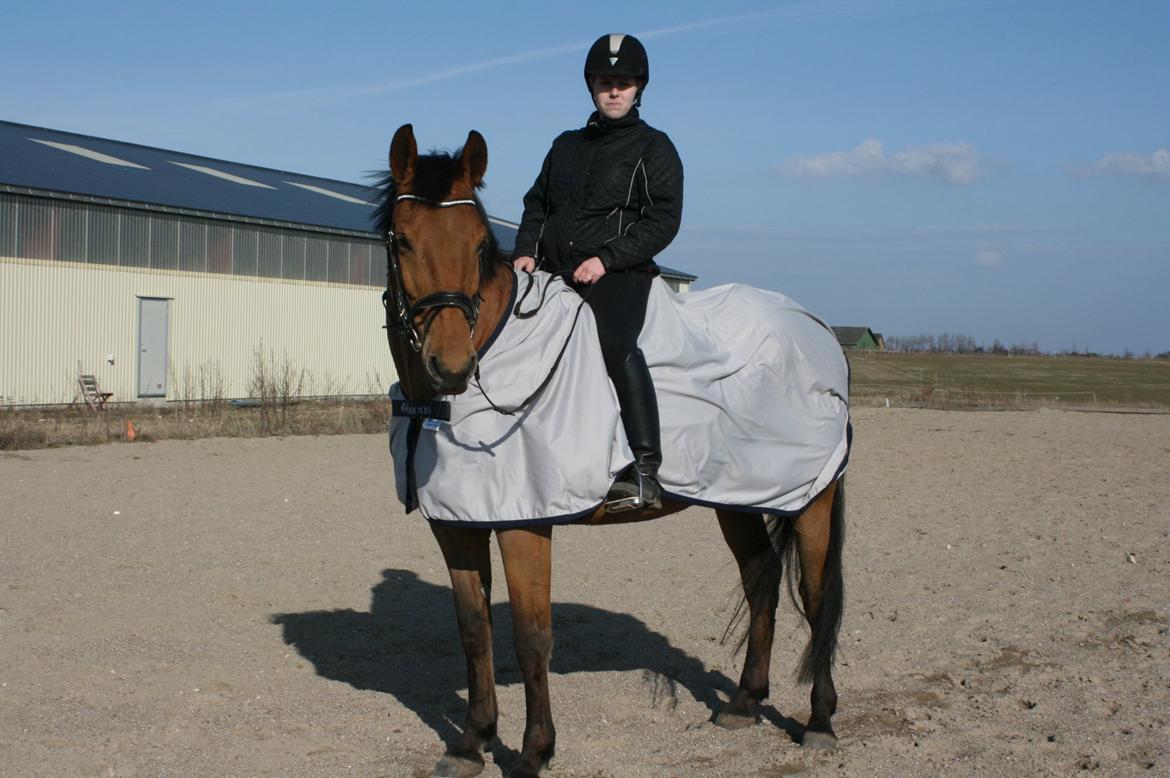 Anden særlig race Prins Charman ( Tidl hest) billede 4