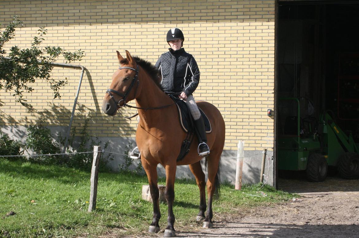 Anden særlig race Prins Charman ( Tidl hest) billede 3