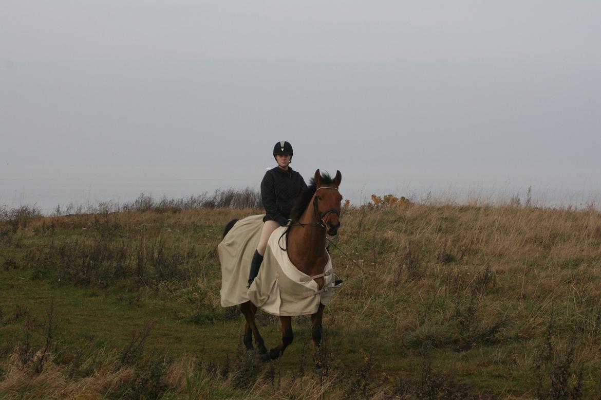 Anden særlig race Prins Charman ( Tidl hest) billede 5