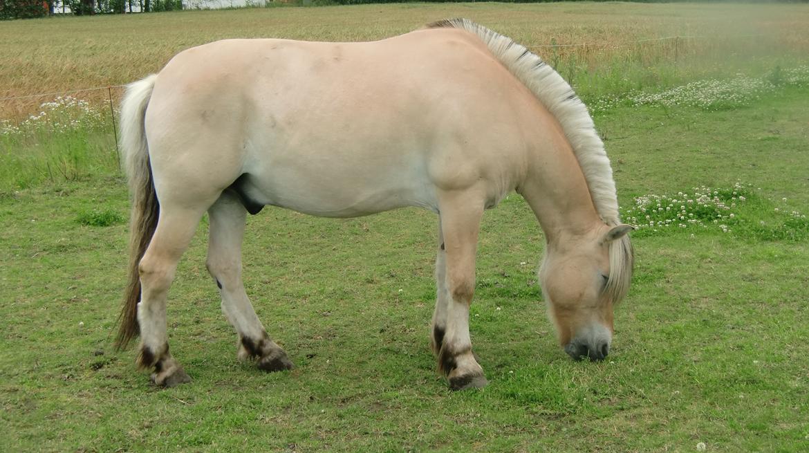 Fjordhest TOT - Sommerbillede 2012 :) billede 10