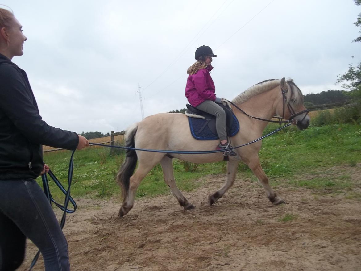 Fjordhest TOT - Dejlige pony , som var såå sød ved min kusine som var helt nybegynder :)  billede 11