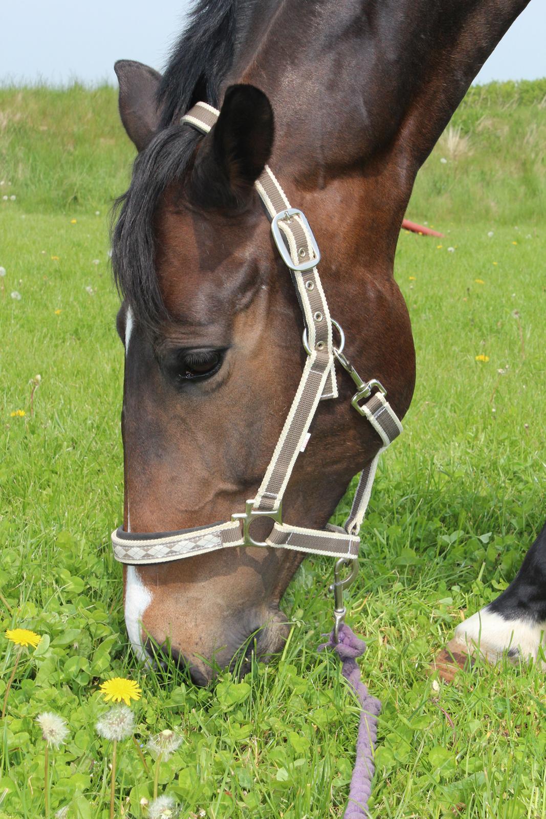 Dansk Varmblod Cianti Castellina - På en af vores gåture sluttede vi lige af med en bid græs. 22. Maj 2012 (© - Må ikke kopieres) billede 11