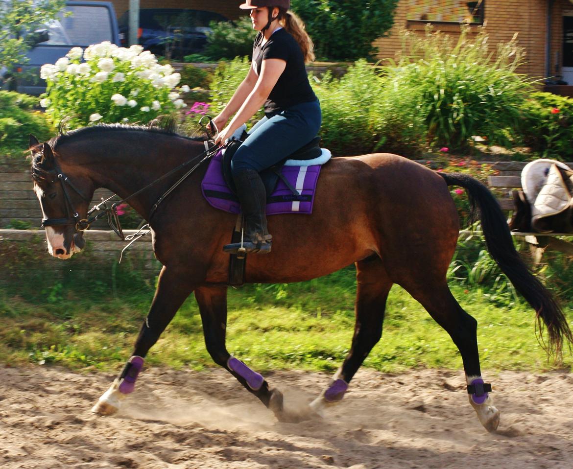 Dansk Varmblod Askemosegaards Ram Á Jean billede 5