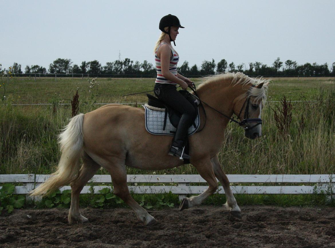 Haflinger GRYNET - 17-08-2012 billede 15