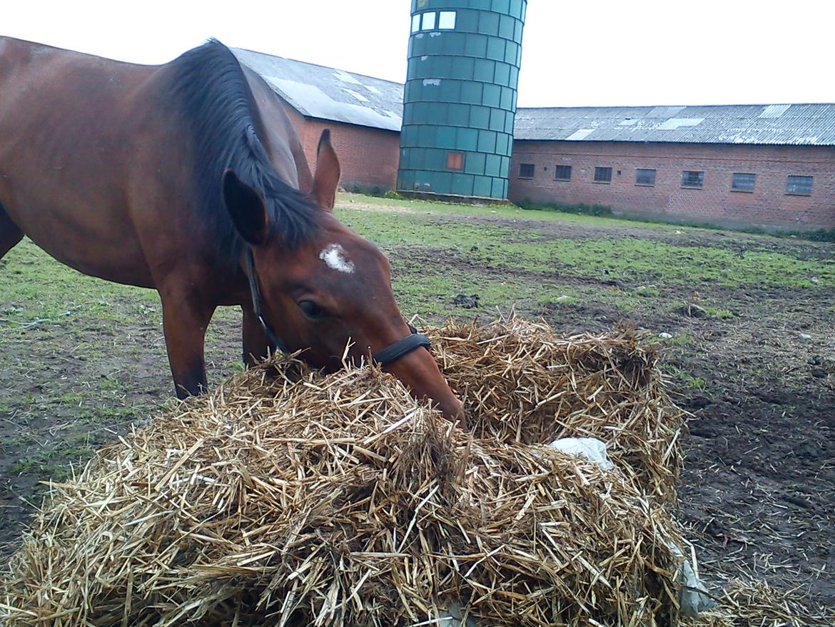 Oldenborg Horsmarks Unella - hhmmmm spise mens man sover?? billede 13