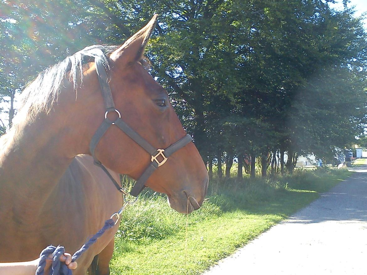 Oldenborg Horsmarks Unella billede 1