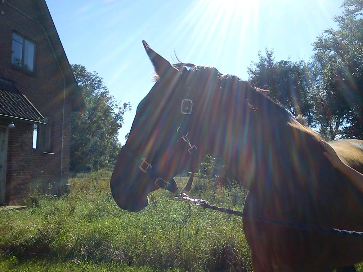 Oldenborg Horsmarks Unella billede 14