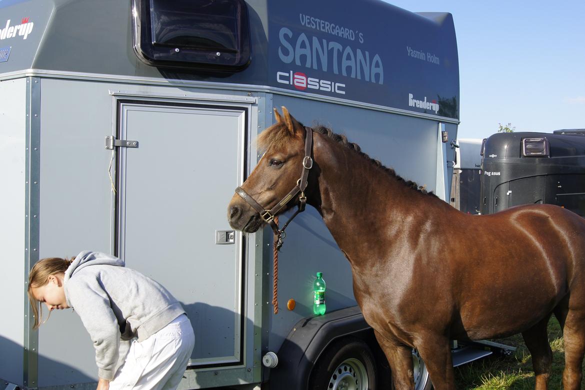 New Forest Vestergaards Santana "Stjerne-ponyen" - Det kan godt være at du ikke er den bedste springpony, men for mig er du en helt udmodståelig pony!<3 billede 6