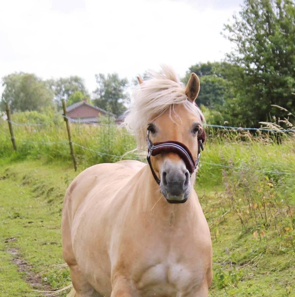 Anden særlig race Tøsen (-:. billede 13