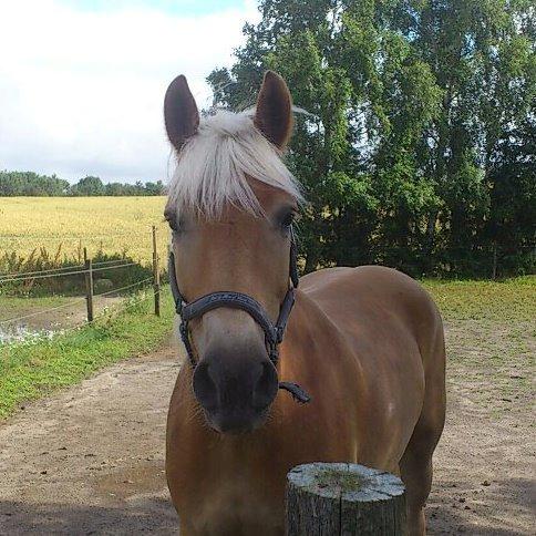 Tyroler Haflinger Wilox (låne hest) - Wilox første dag på fold. billede 2