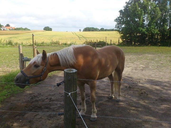 Tyroler Haflinger Wilox (låne hest) - næ er det en gulerod du har der i lommen. billede 4