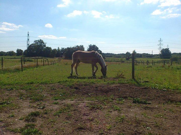 Tyroler Haflinger Wilox (låne hest) - Fold hygge. billede 6