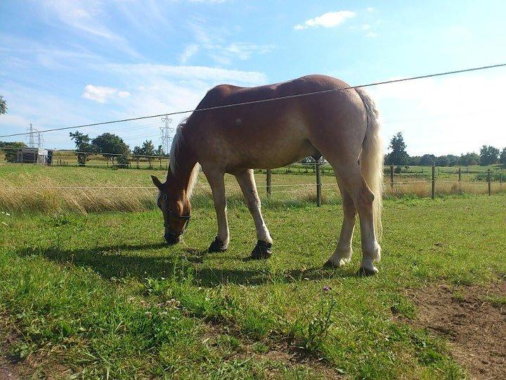 Tyroler Haflinger Wilox (låne hest) - Mere fold hygge. billede 7