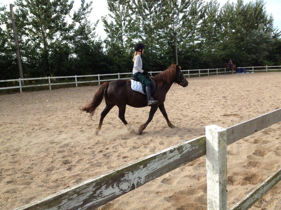 Anden særlig race Duchess - Anna der rider Duchess :) billede 17