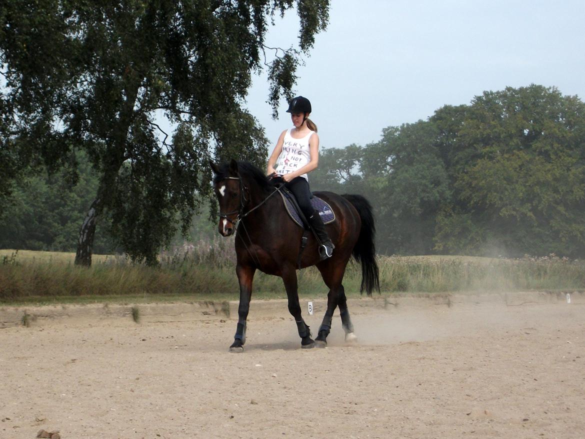 Anden særlig race Snøvsen [Tidl. passer] - Dressur - August 2012. Her er vi igang med en schenkelvigning, eller vi prøver ihvertfald :b. billede 6