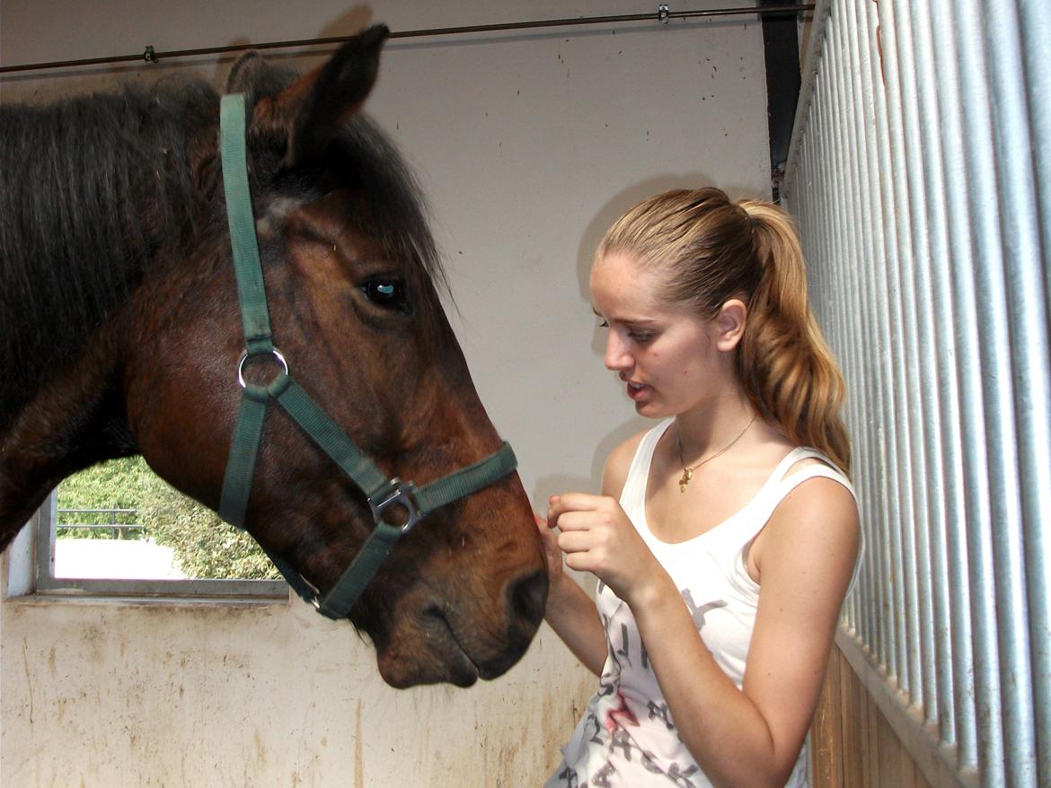 Anden særlig race Snøvsen [Tidl. passer] - Gæt en hånd! Han valgte hele tiden den rigtige - Kloge hest xD. billede 8