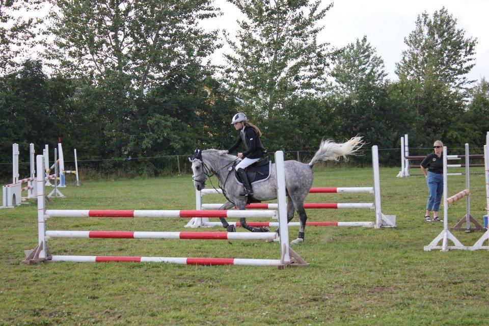 Hollandsk Sportspony Spice Girll billede 10