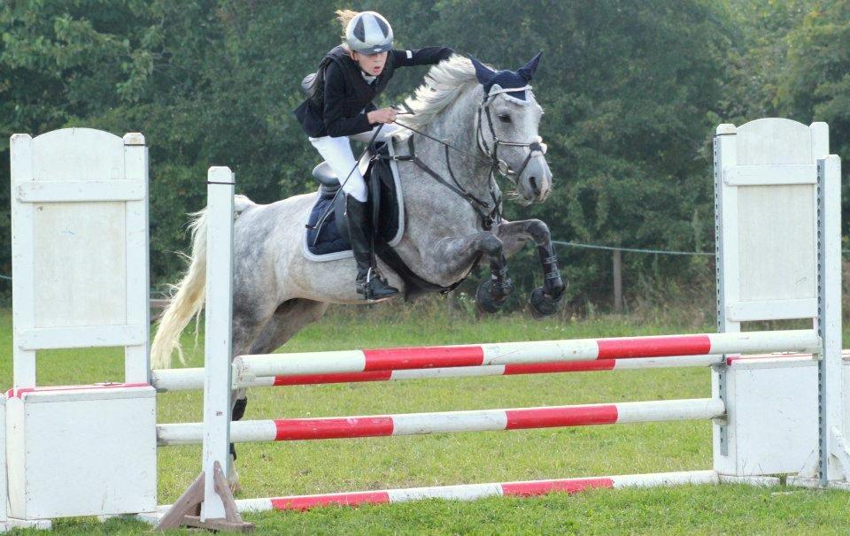 Hollandsk Sportspony Spice Girll billede 11