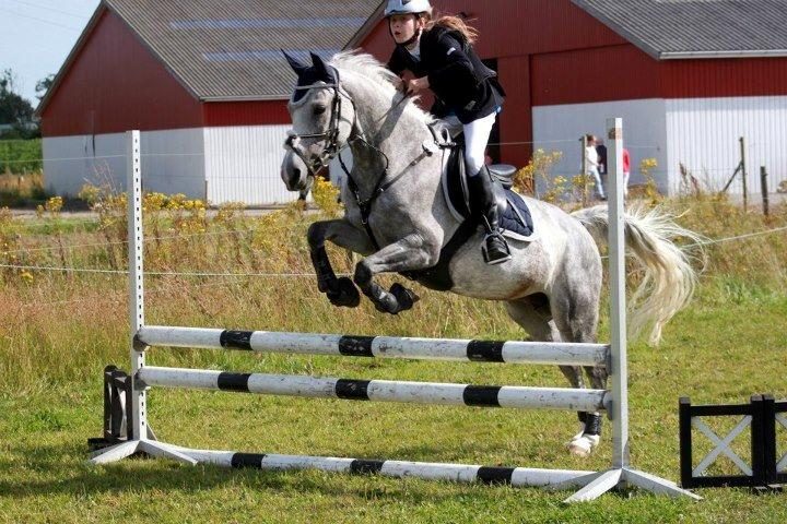 Hollandsk Sportspony Spice Girll billede 13