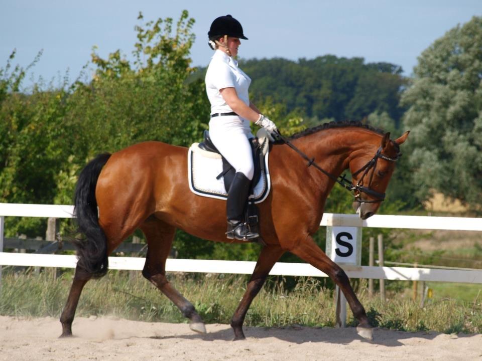 Dansk Varmblod Tanholms Triumph - dygtige pige :-) billede 11