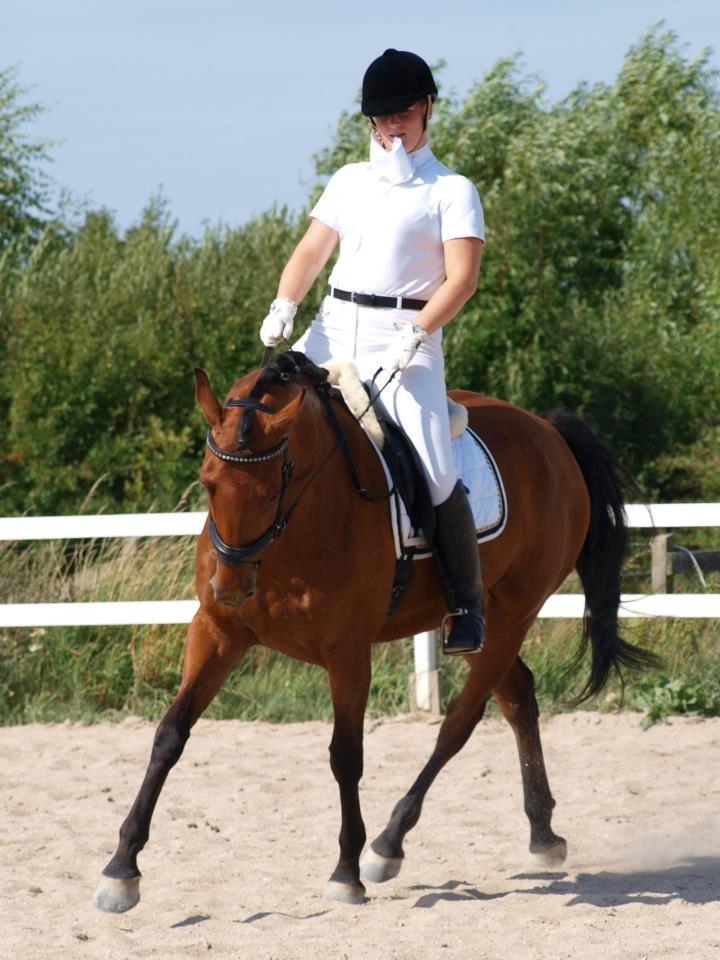 Dansk Varmblod Tanholms Triumph billede 18