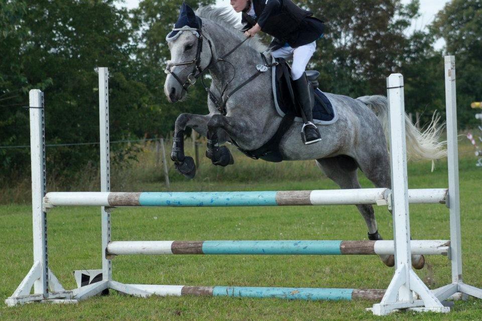 Hollandsk Sportspony Spice Girll billede 15