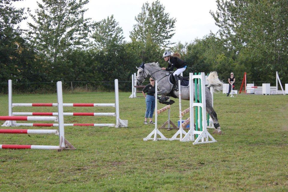 Hollandsk Sportspony Spice Girll billede 17