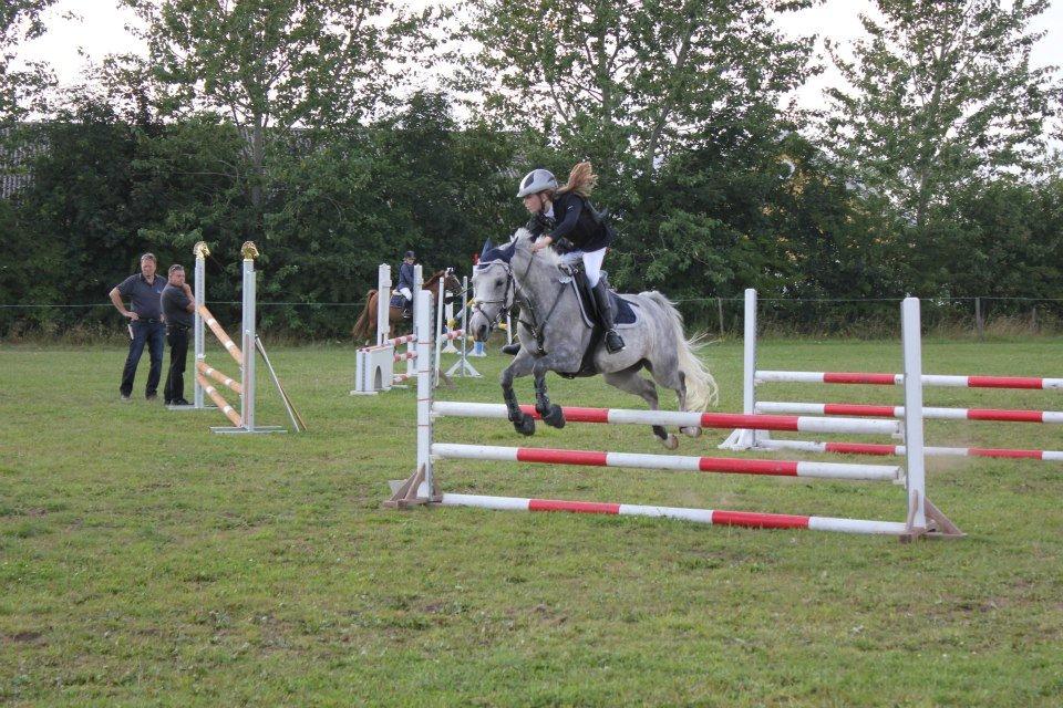 Hollandsk Sportspony Spice Girll billede 18