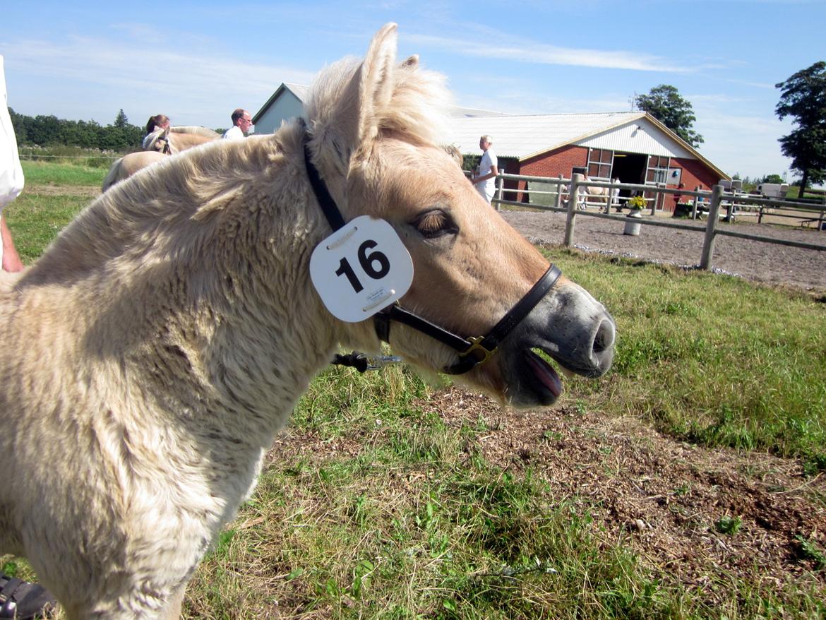 Fjordhest Faust Fyrsø billede 16