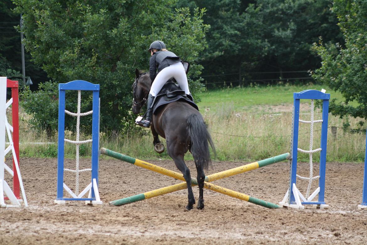 Dansk Varmblod Libaks Gemini aka. Gemse billede 14