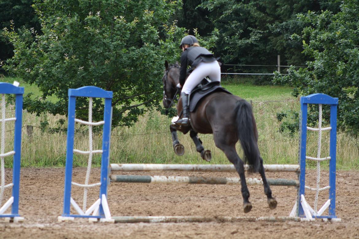 Dansk Varmblod Libaks Gemini aka. Gemse billede 15