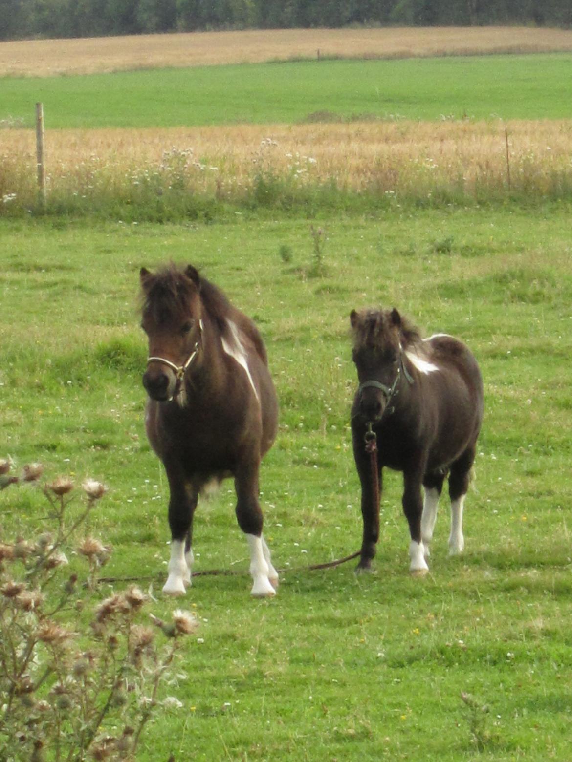 Shetlænder Ejstrup's Tatan - 17/8 2012 Ham til højre, halvsøster til venstre :) billede 8