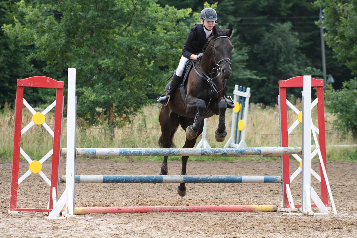 Dansk Varmblod Libaks Gemini aka. Gemse - Opvarmning til vores første stævne:) billede 2